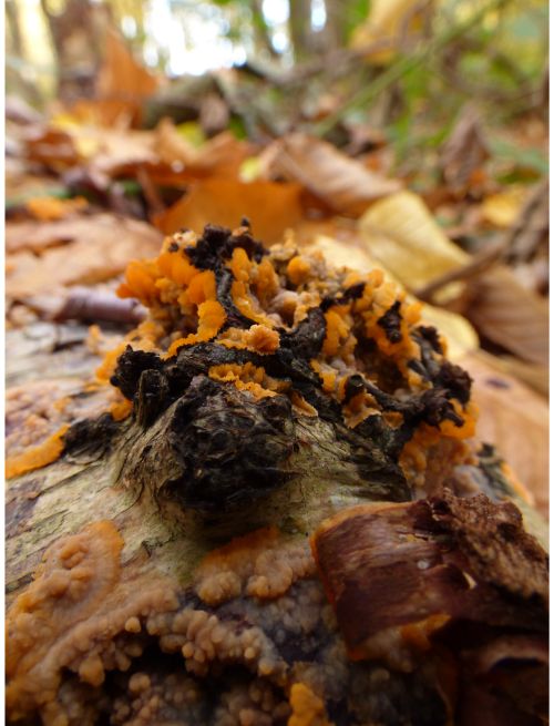 Fruit bodies on fallen birch in Rochford, UK